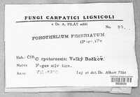 Porotheleum fimbriatum image